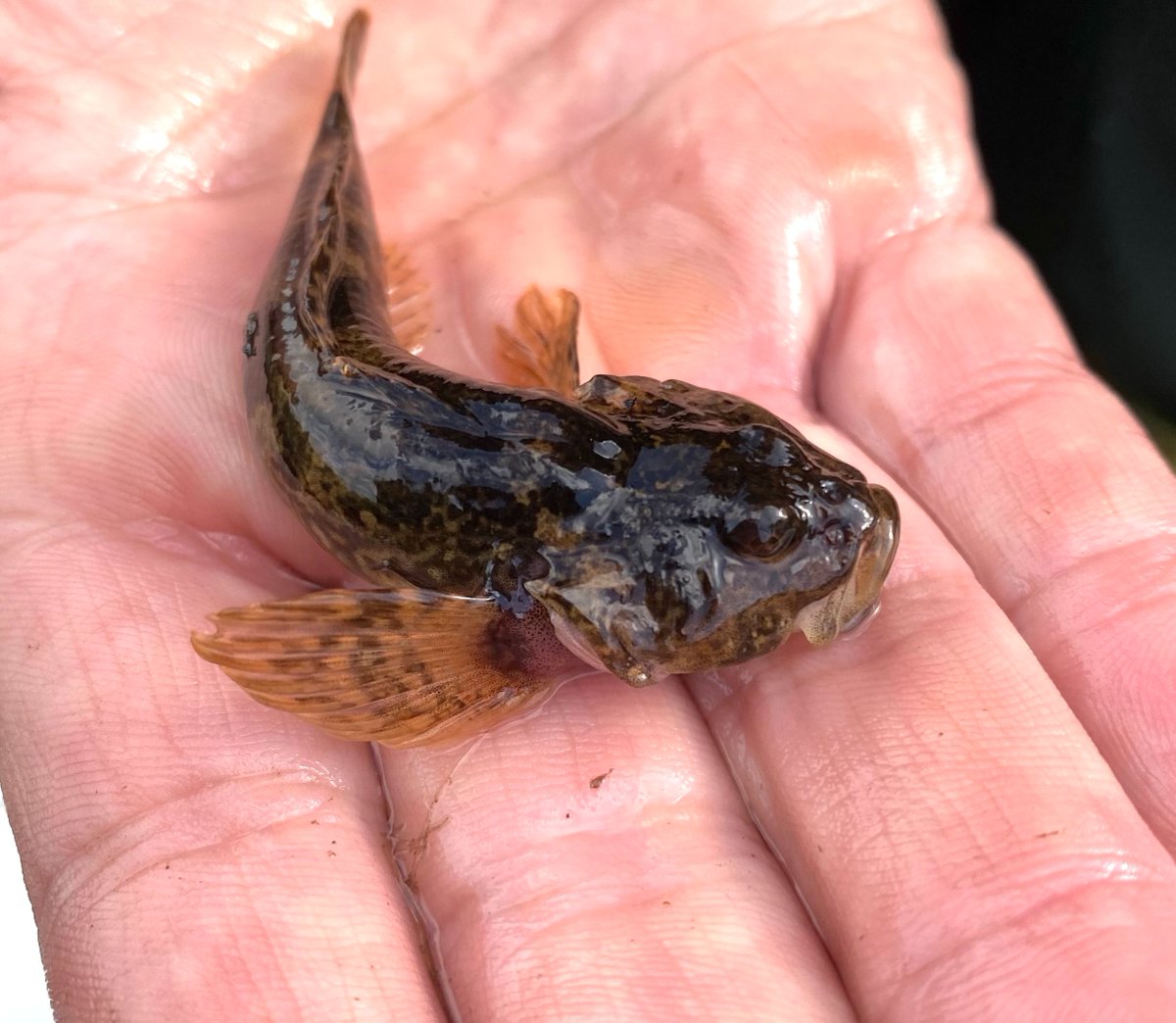 SJÆLLLANDS STØRSTE Å ER BLEVET FISKEART RIGERE
For første gang er hvidfinnet ferskvandsulk dukket op i Miljøstyrelsens overvågning af naturen. På arter.dk kan du se, hvor den blev fundet.  #dknatur #dkfisk #dkgreen bit.ly/3R0qzG5