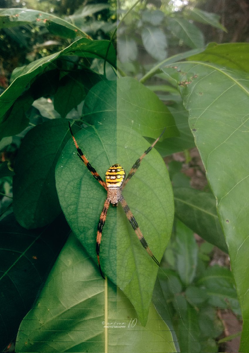 10_makona's tweet photo. Spider. Before/ After. https://t.co/G29j6wE1go