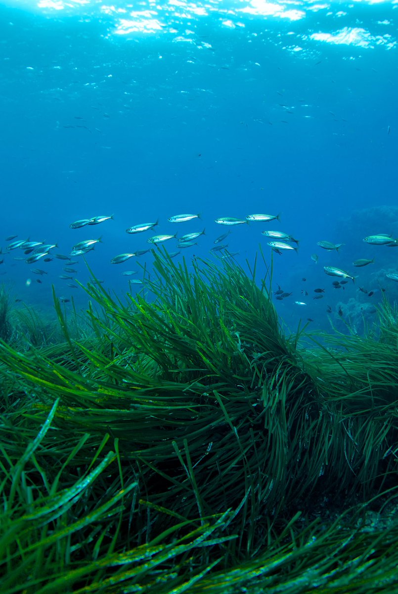 visitformentera's tweet photo. Ejerce el papel de depuradora natural y es crucial para el ecosistema marino, pues es una de las principales productoras de oxígeno que alimenta a peces, esponjas, algas y otros animales marinos.🐟

¡Ayúdanos a cuidarla a través de @saveposidonia_ ! 🙏 https://t.co/5WmmMPzryr