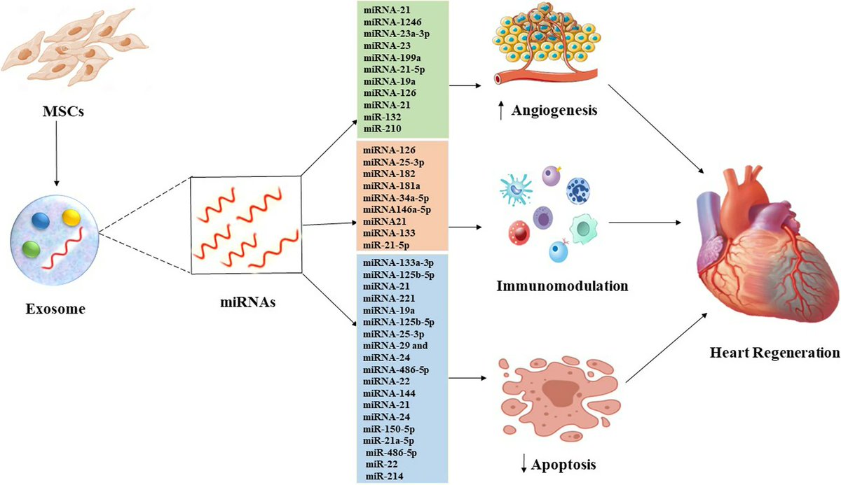 BenedettaIzzi's tweet photo. What can #Exosomal #ncRNAs in #MesenchymalStemCells do to help your🫀regenerate/repair? get an overview from these #JCTR reviews: ➡️https://t.co/jelKpbyH3e➡️https://t.co/QH74oUdHFF https://t.co/CRdmw1N1Js