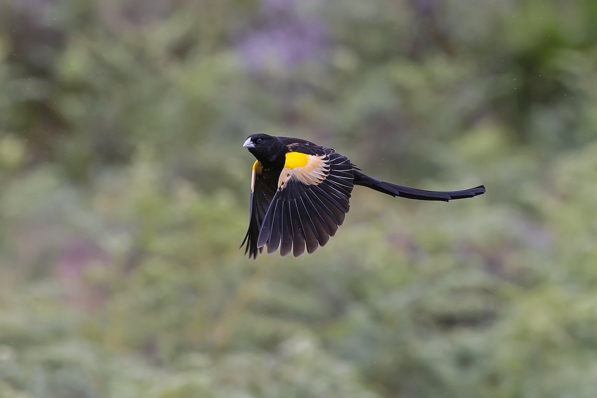 We've been having an excellent and successful time on the <a href="/Birdquest/">Birdquest</a> tour to #Malawi. Here's a couple of highland goodies from Nyika NP: Scarlet-tufted Sunbird and the sublime Montane Widowbird #BirdsSeenIn2023 #wildlifephotography <a href="/CanonUKandIE/">Canon UK and Ireland</a>