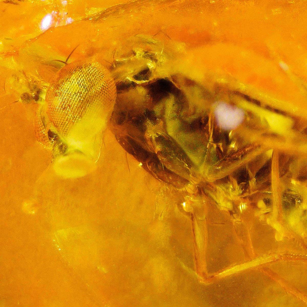 jdfrei's tweet photo. Insects in baltic amber, frozen in tree resin 40 mio years ago. https://t.co/AoP5S2PRa4