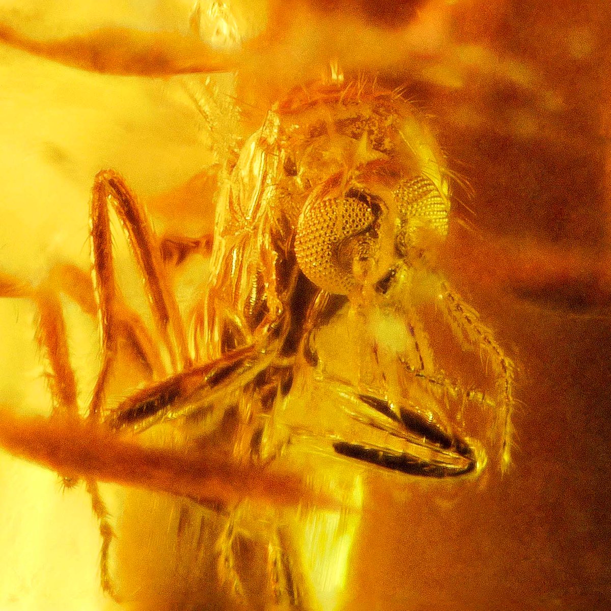 Insects in baltic amber, frozen in tree resin 40 mio years ago.