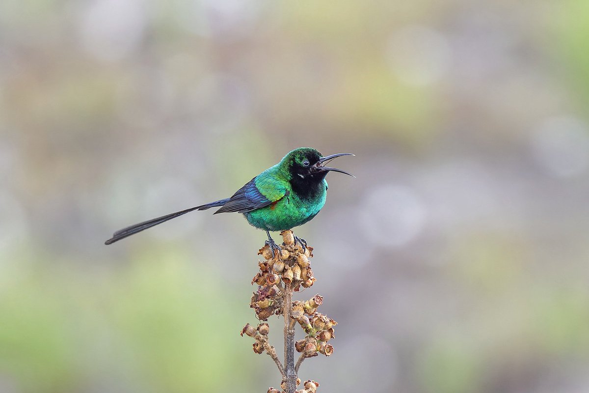 Pete Morris tweet media