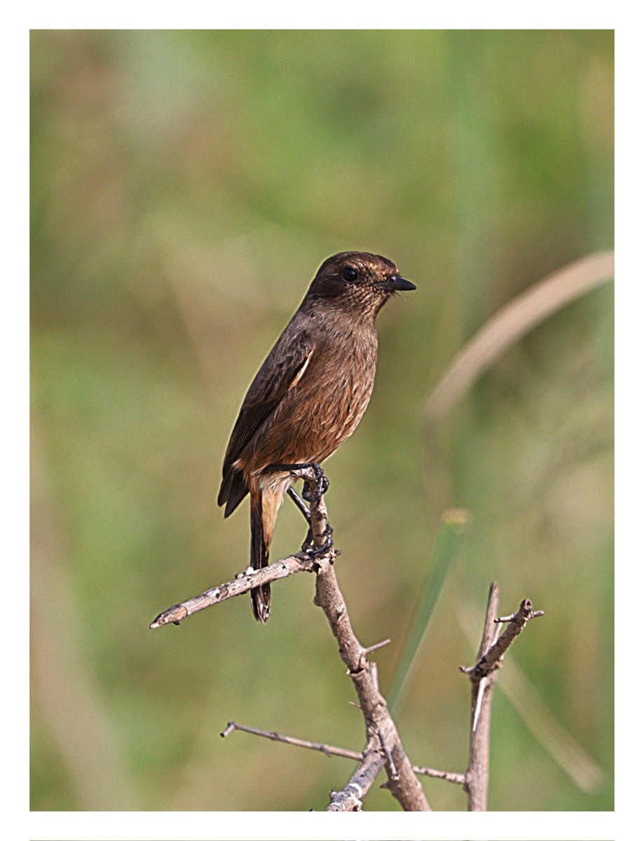 The Brown Rock Chat 🐦
.
Wildlifephotographer : @Yours_Seshu
.
#brownrockchat #birds #Twitter #minibirds #chats #photography #photographer #birdlover #birdwatcher #birdlover #BirdsUp