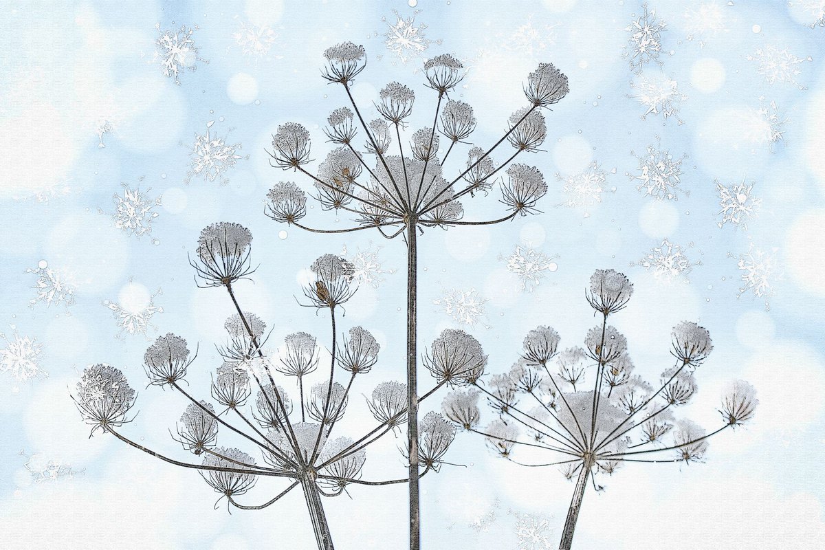 A story tells of some little water drops who took a ride in a cloud boat to watch the earth prepare for winter. Suddenly the North Wind came rushing by and blew them from their boat. They transformed into beautiful snow crystals and floated gently down to earth. #FolkloreThursday