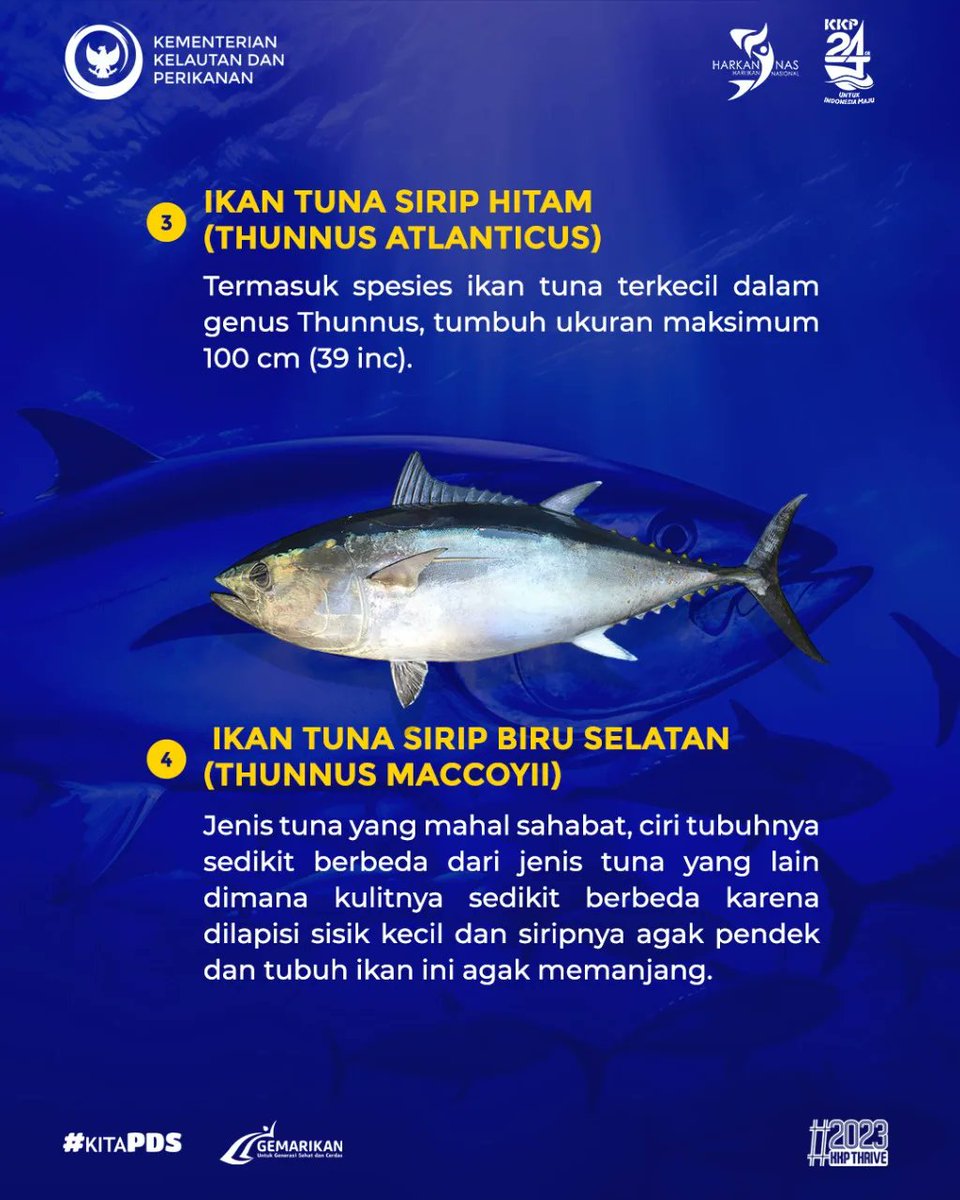 Ditjen_PDSPKP's tweet photo. Ngomongin soal Tuna, ternyata ada beragam jenis ikan Tuna di Indonesia yang bisa kamu temui. Berikut mimin sajikan informasinya untuk #SahabatBahari 😉

#KKP #KKPThrive #Harkannas2023 #IkanuntukGenerasiEmas https://t.co/y7MekmV0kB