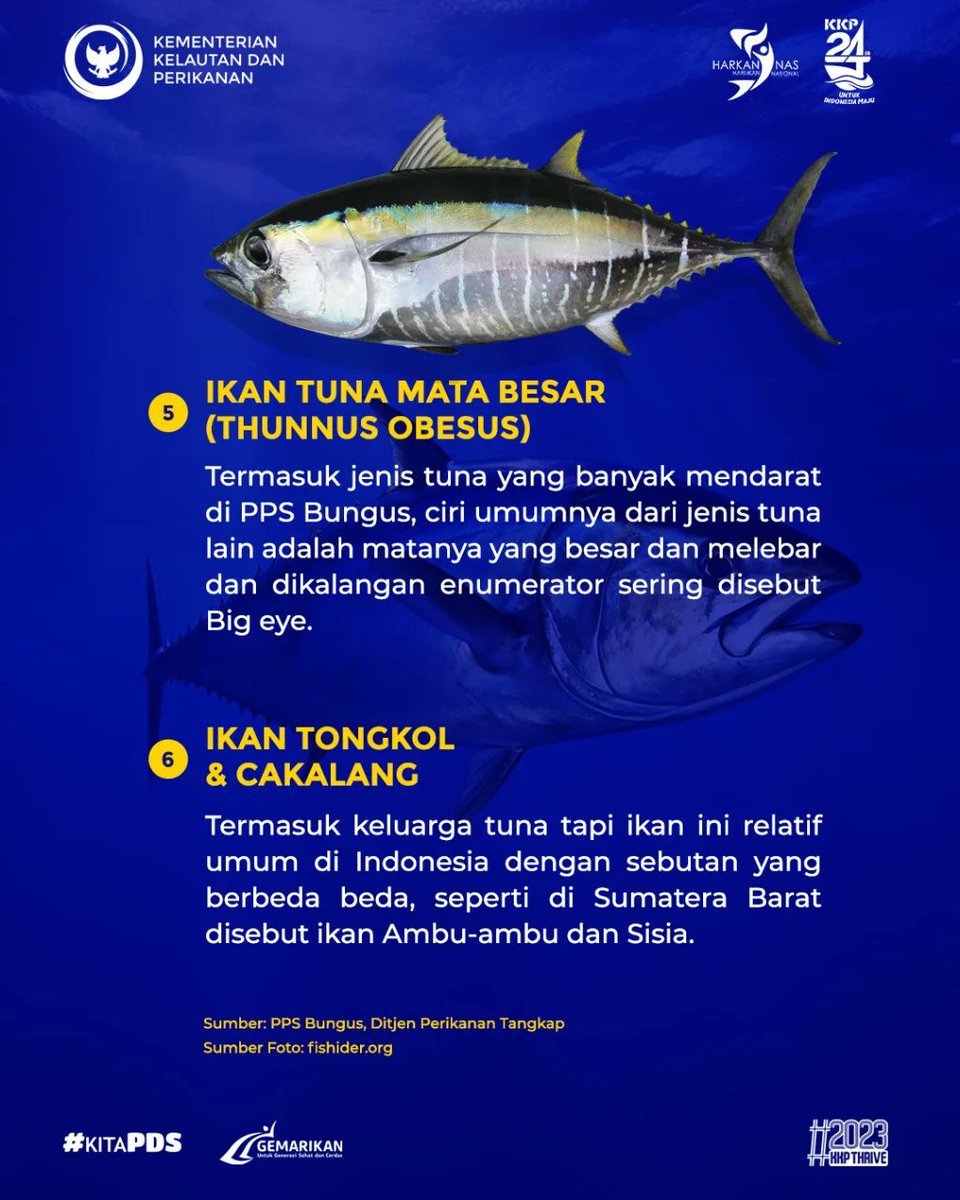 Ditjen_PDSPKP's tweet photo. Ngomongin soal Tuna, ternyata ada beragam jenis ikan Tuna di Indonesia yang bisa kamu temui. Berikut mimin sajikan informasinya untuk #SahabatBahari 😉

#KKP #KKPThrive #Harkannas2023 #IkanuntukGenerasiEmas https://t.co/y7MekmV0kB