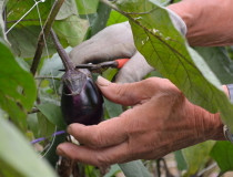 今日は🍆#国産なす消費拡大の日 🍆
今回は柳醸造【<a href="/yanagijozo/">やなぎ味噌【柳醸造株式会社】</a>】さんの「黄金漬」をご紹介！
新潟は長岡の伝統品種「梨茄子」を使用した黄金漬け最強のご飯のお供！
その他の漬物も非常に魅力的なので是非HPに足を運んでみてください😊🙌
yanagimiso.com/SHOP/21079.html
#企業公式つぶやき部