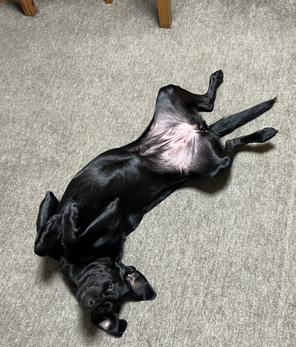 料理している時の撫でられ待ち犬

#ラブラドールレトリバー　#黒ラブ