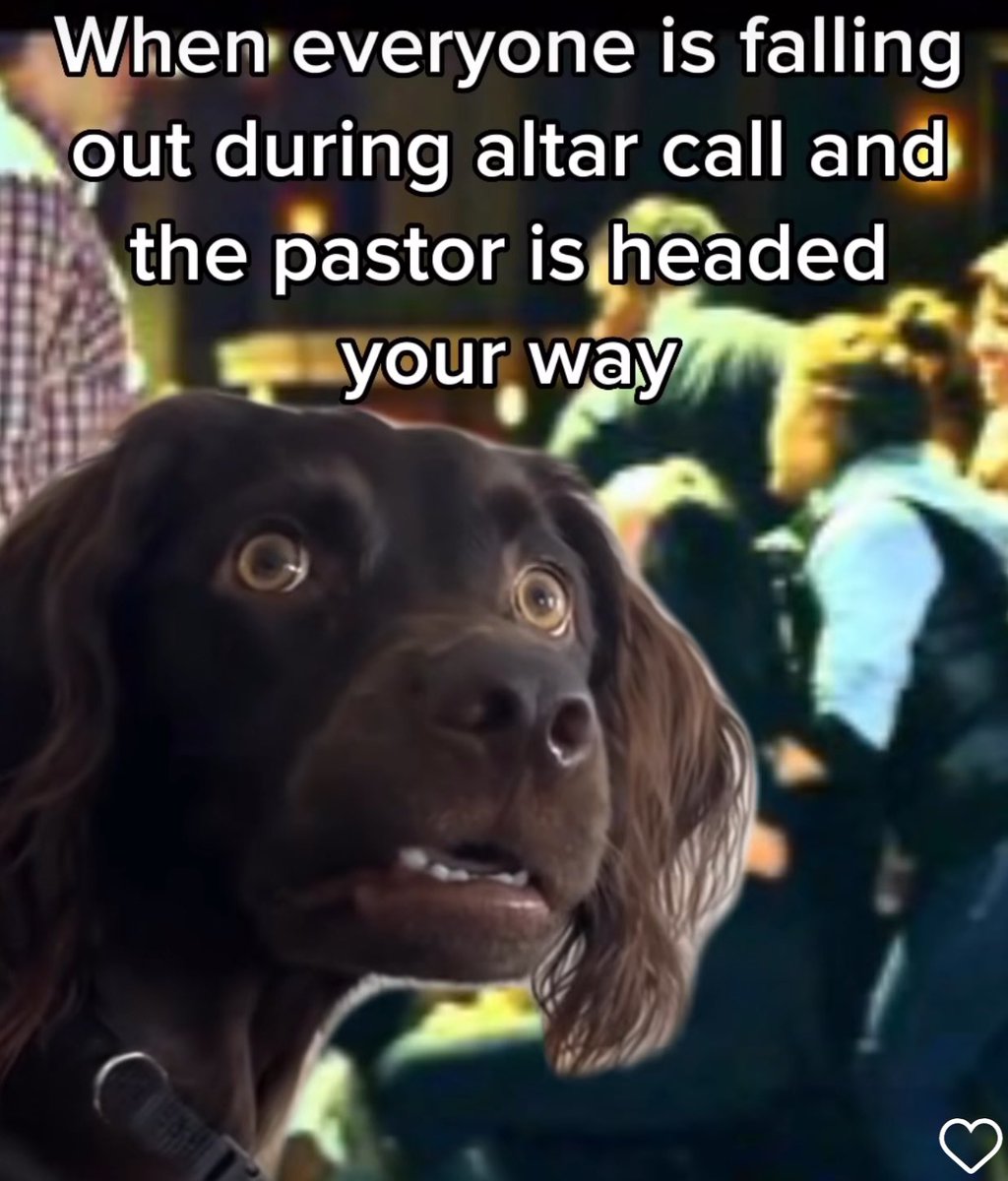 Luvbrittr's tweet photo. The dog church memes are crucifying meee 😂😂🤣 https://t.co/4xwPNHyf4T