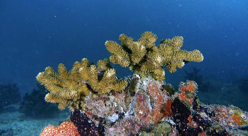 Nature Seychelles tweet media