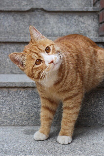 Lovely day dear friends…🌷🍂🍁🐈🩷🧡🤎

#GoodMorningEveryone 🌷 #CoffeeTime ☕️ #CatsLover 🐈 #BeKindAlways 🩷 #PeaceAndLove 🕊️