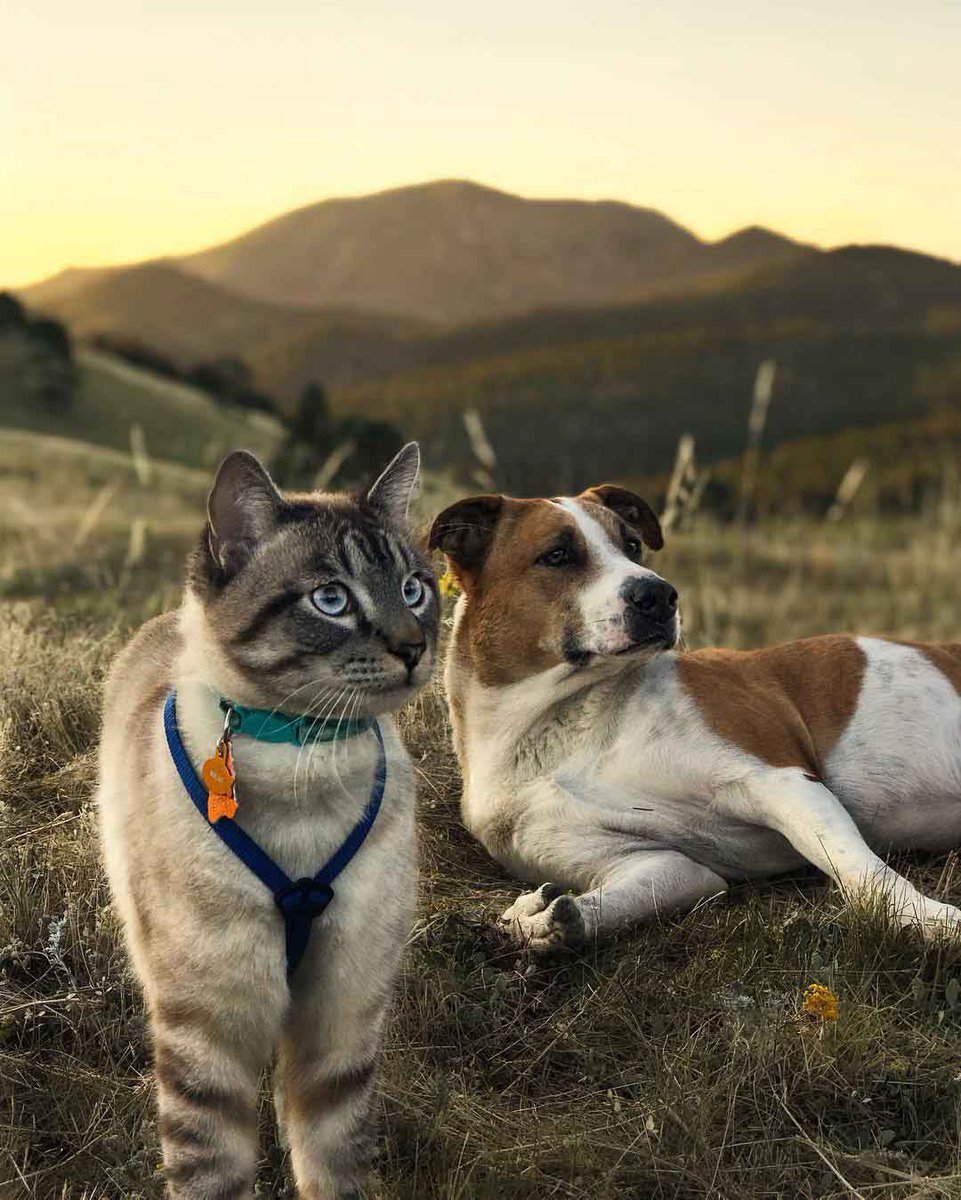 Good morning X-Friends…Happy Thursday 🐈🐕🤎💛🧡

#ThursdayThoughts 🌷 #CoffeeTime ☕️ #AnimalLovers 🧡 #StayPositive 🤎 #PeaceAndLove 🕊️