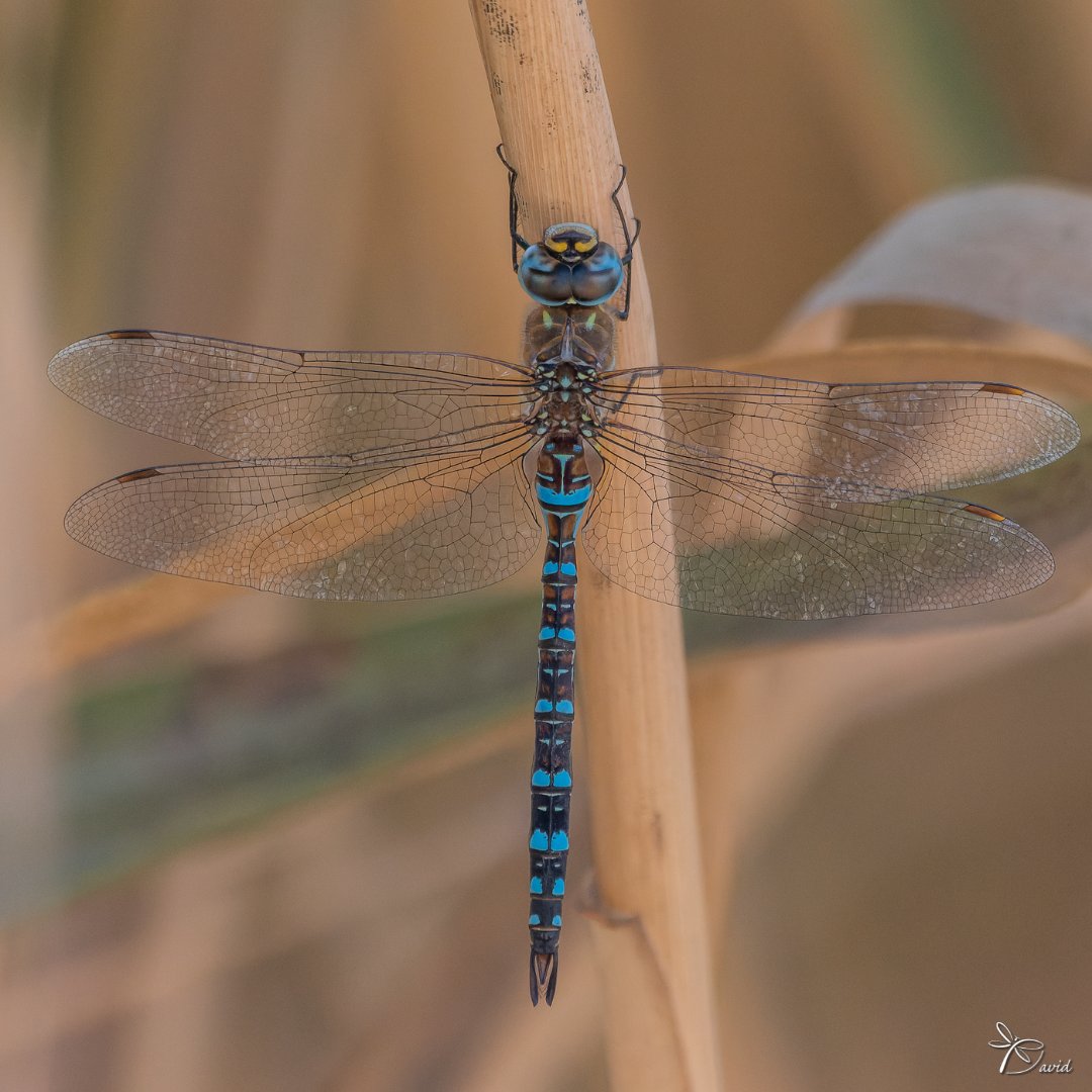 Garumnia's tweet photo. ☑️ 𝘈𝘦𝘴𝘩𝘯𝘢 𝘮𝘪𝘹𝘵𝘢 (Latreille, 1805) ♂️
✔️Espiadimonis tardorenc (català)
✔️Libélula de otoño / Esna Falso zafiro (castellano)
✔️Libeliña de outono (galego)
✔️Txerren-burruntzi migratzaile (euskara)
✔️Migrant Hawker (english)
🗓️ 28-10-2023
#aeshnamixta
#migranthawker https://t.co/Ip9qnpGOfw