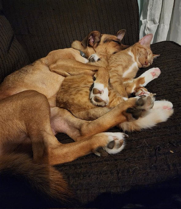 Best friends furever 💕🥹 https://t.co/rLEOXh79L4<a href="/tag/realloyalfans"class="tags"><span>#realloyalfans</span></a>