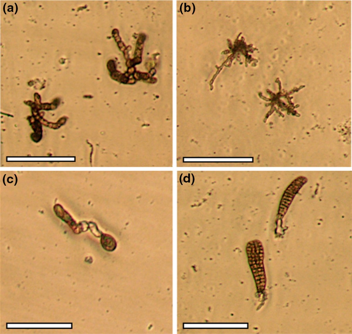 Journal of Phycology tweet media