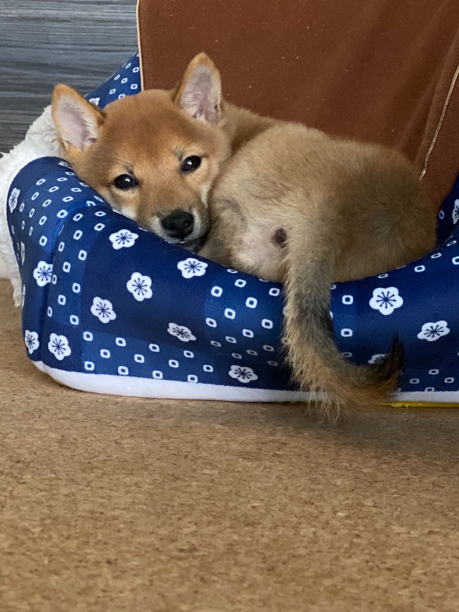 Qz9WZO2Jc75yyJ6's tweet photo. むさしのちょうど４年前…
ときが経つのは早いね
#柴犬　#豆柴　#柴犬のいる暮らし https://t.co/8kSVYOBZTX