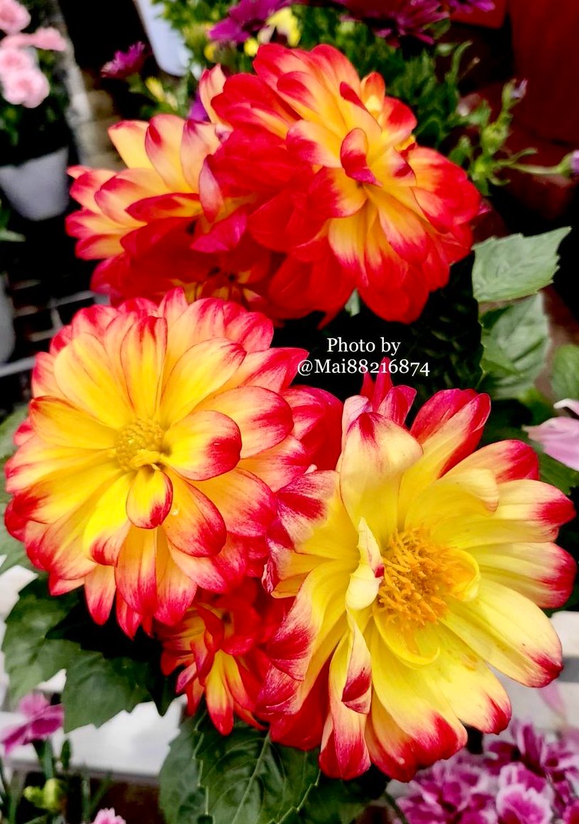 Mai88216874's tweet photo. ＃ダリア 
ラベラ ミディオ･･❔❔

名前の由来は
スエーデンの植物学者
”Anders Dahl”から

美しいダリアだけど
お花を丸ごと揚げて
天ぷらにして食する事も
できるみたい👀
今度試してみようかな🍽️

🌸花言葉は
｢華麗｣ ｢優雅｣
｢気品｣ 等

いつもご訪問下さり
ありがとうございます🌺*..｡♡ https://t.co/uNir83v49R