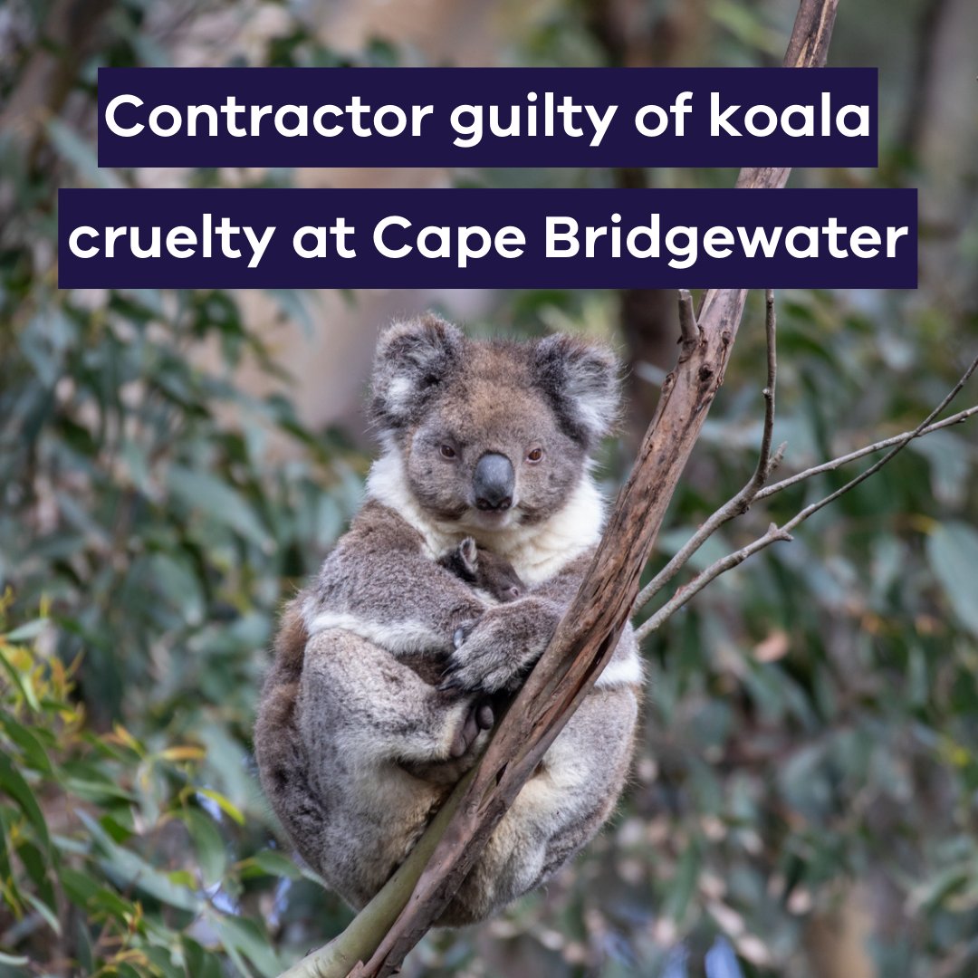 Koalas: Mass deaths in Victoria bring animal cruelty charges