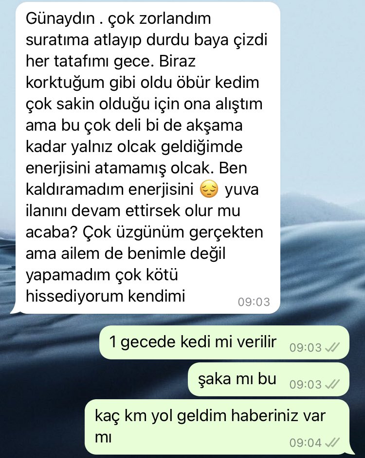kedi geri geliyor arkadaşlar 🥲