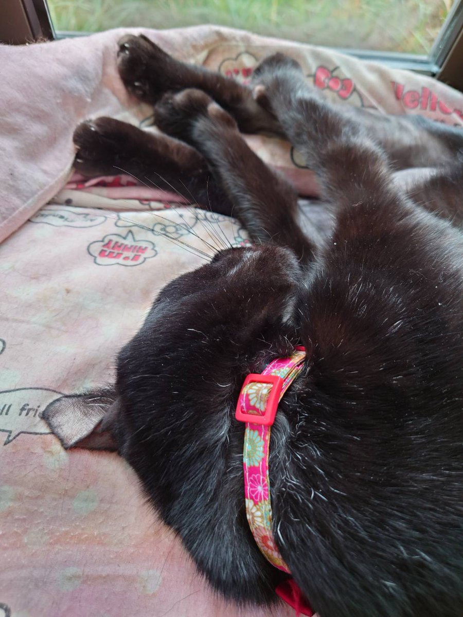 420shingoman's tweet photo. ☀🐈‍⬛チョコちゃん
寝て起きない🤭 https://t.co/ndiqz11FPp