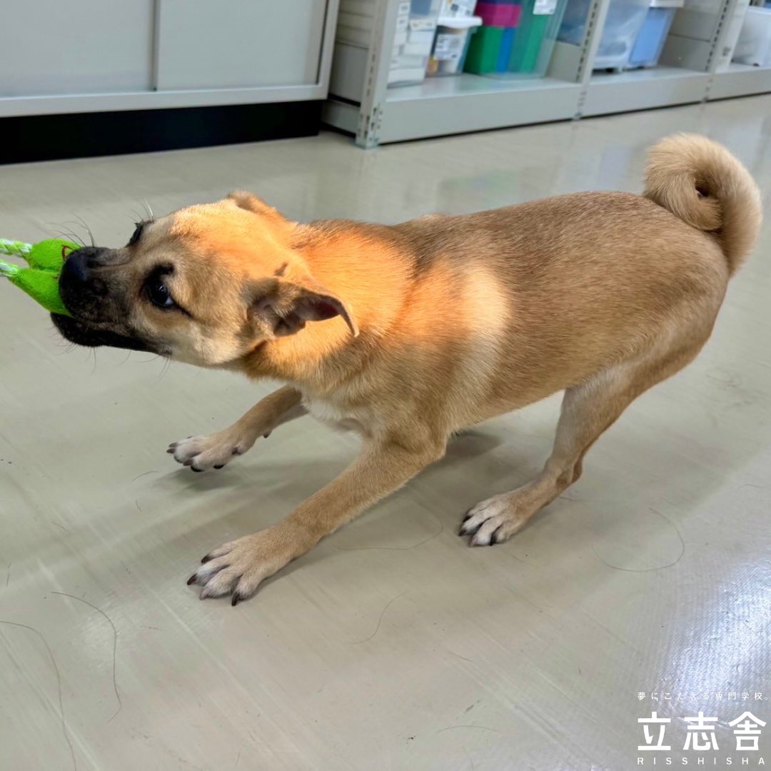 天王寺キャンパス 本日は新学校犬の「しぐれ」を紹介します