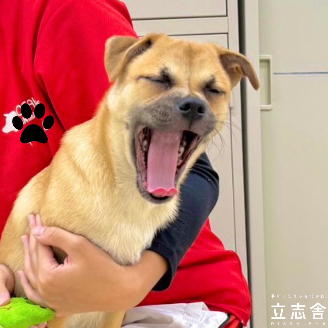 天王寺キャンパス 本日は新学校犬の「しぐれ」を紹介します
