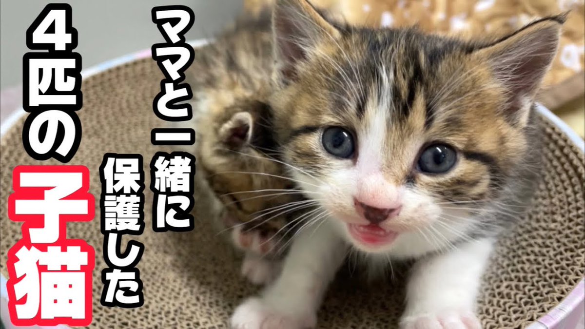 MeowMoeDotCom's tweet photo. 4匹の子猫と一緒に保護したママ猫がやらかしてしまいました…(泪)
https://t.co/NcWFsleYum
#ネコ #Animals #AnimalsForKids #AnimalsVideo #Cat #Cute #Kitten https://t.co/M900tSRJNg