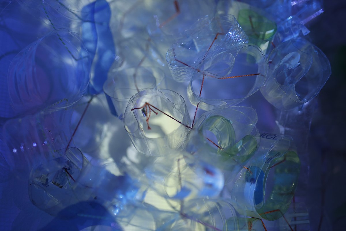 There is an overconsumption of single-use plastic water bottles which becomes ever more visible as it pollutes our water ways and oceans. Jill Cremes is an artist who works with recycled plastic to make us question the collision between nature and global consumer culture
