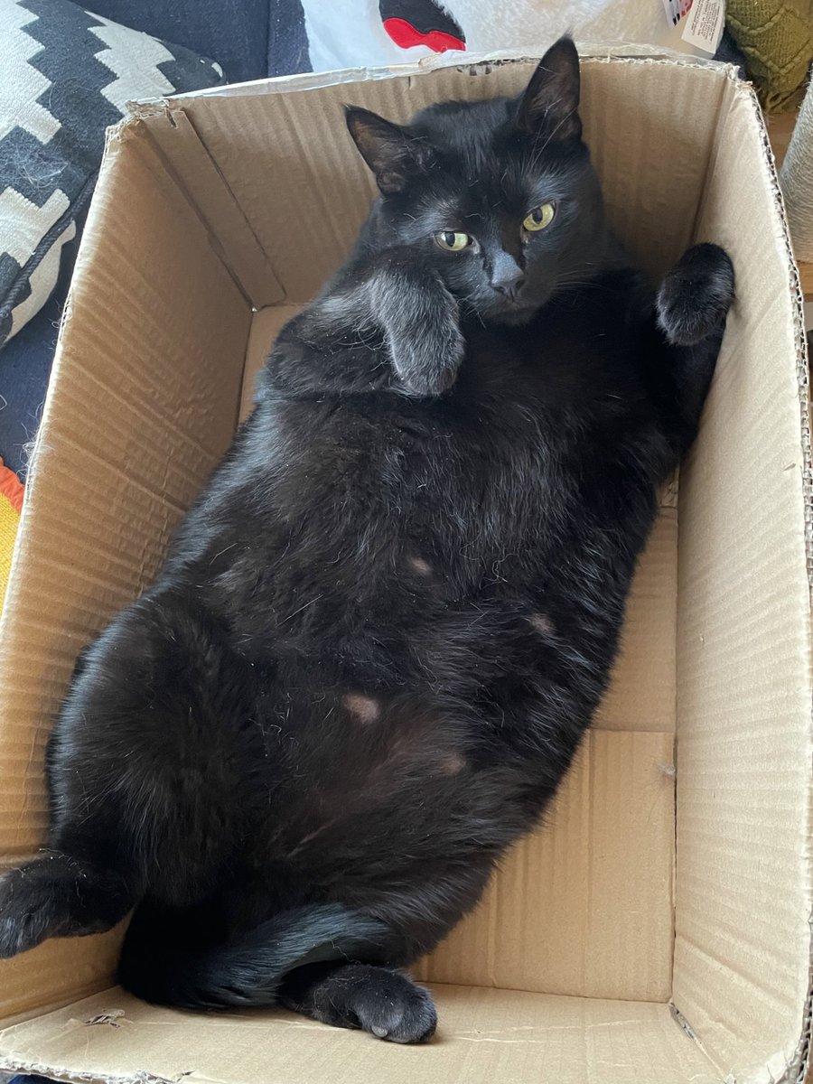 straterize's tweet photo. It’s Portia’s birthday. She’s the most perfect cat anyone ever met https://t.co/f9PDj4wZAy