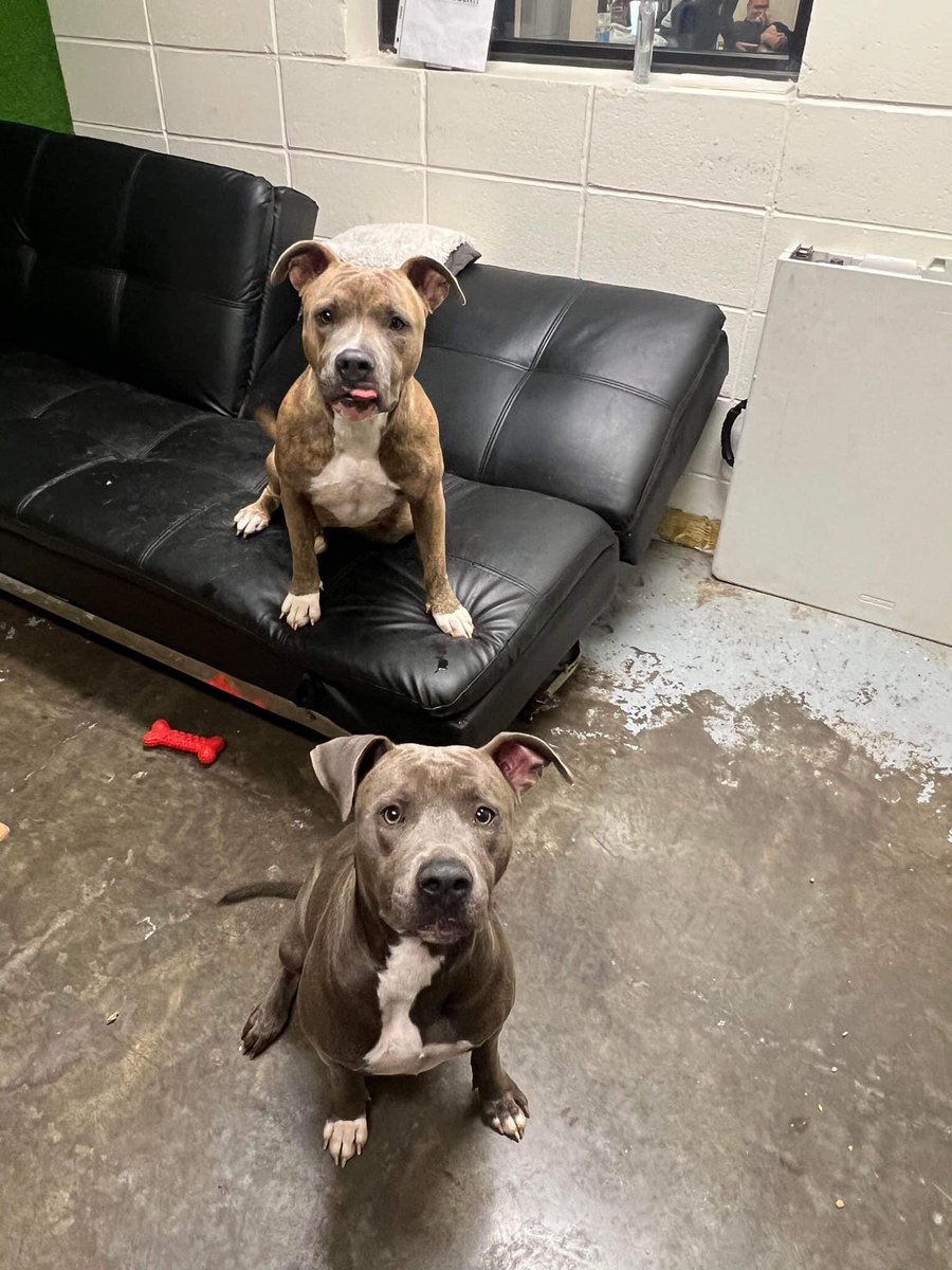 BearyHappy04's tweet photo. This is Bella &amp; Nina
Today Bella was killed &amp; Nina was not💔
They shared a kennel &amp; it makes no sense at all
Now Nina sits alone scared &amp; confused only to be taken on a pole tomorrow to be killed herself. This dog friendly beautiful girl deserves much more!
#dogsoftwitter 🧵1/3.. https://t.co/pfmCHoslgK