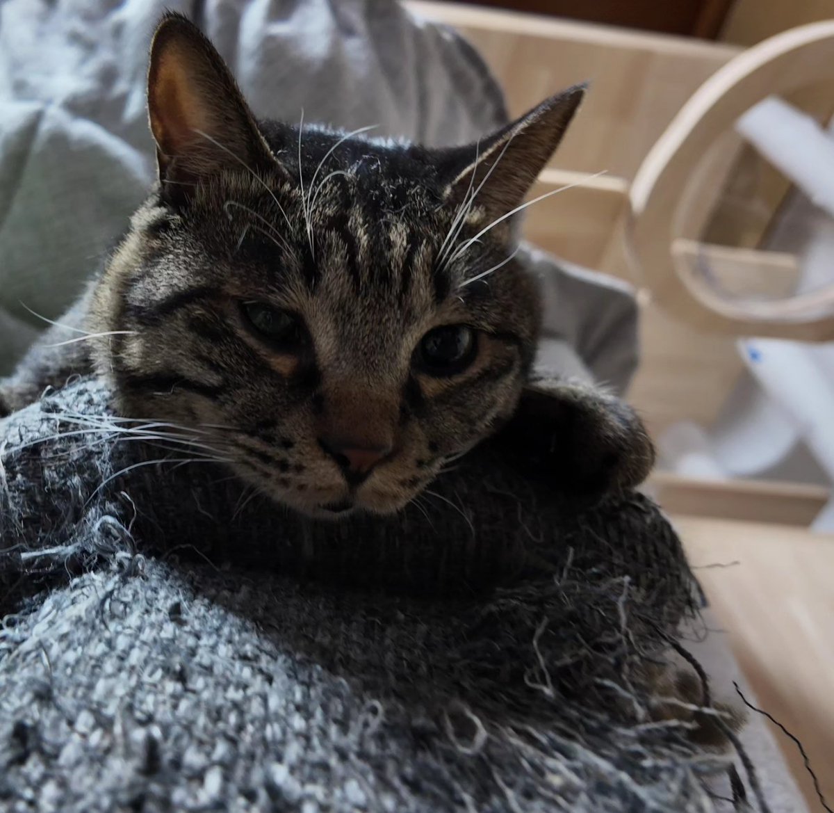 shumin8573's tweet photo. おは猫

#写真好きな人と繋がりたい
#ファインダー越しの私の世界
#猫
#猫のいる暮らし
#猫のいる幸せ
#猫好きな人と繋がりたい
#猫のいる生活 https://t.co/Slt93617nI