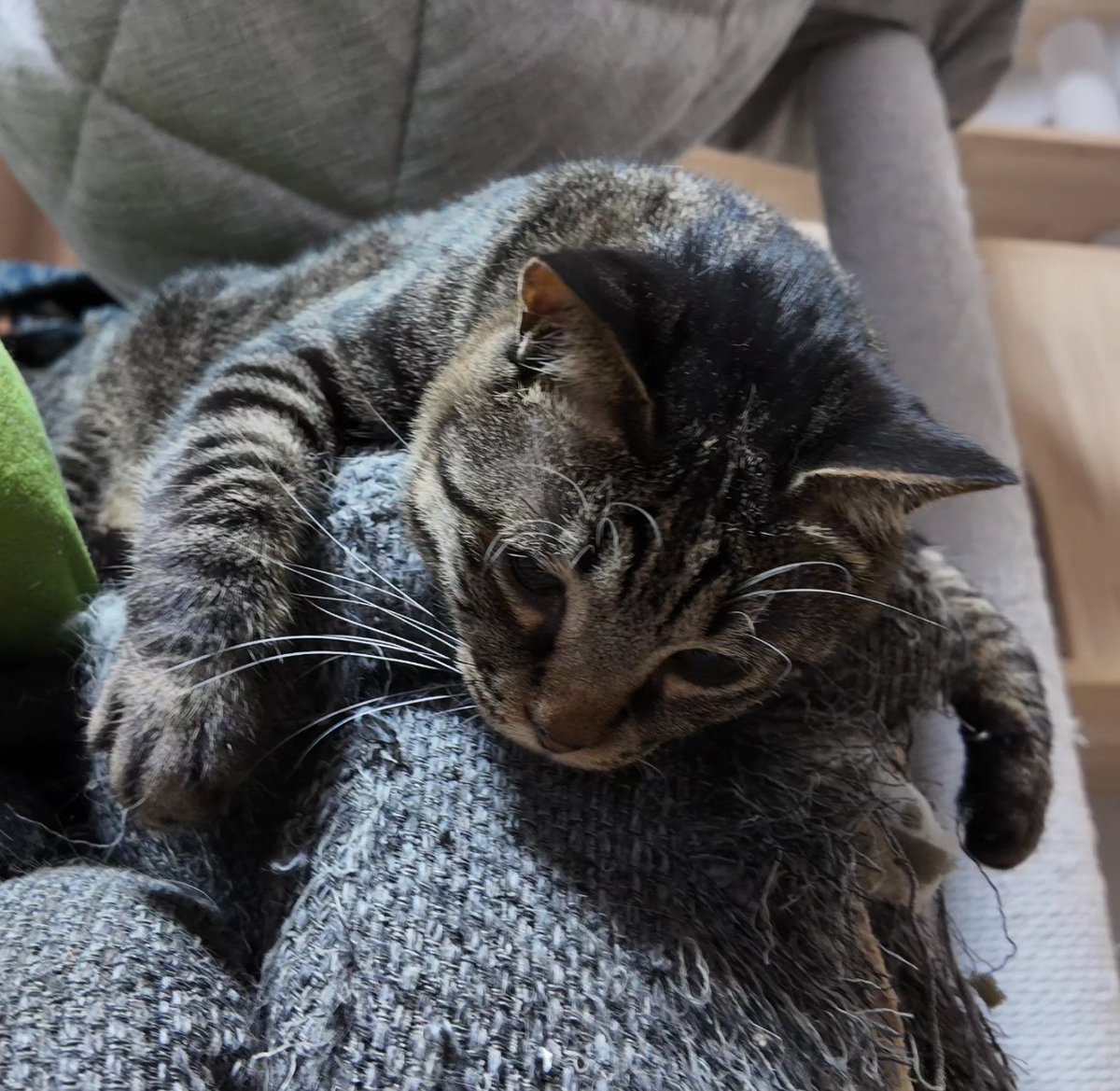 shumin8573's tweet photo. おは猫

#写真好きな人と繋がりたい
#ファインダー越しの私の世界
#猫
#猫のいる暮らし
#猫のいる幸せ
#猫好きな人と繋がりたい
#猫のいる生活 https://t.co/Slt93617nI