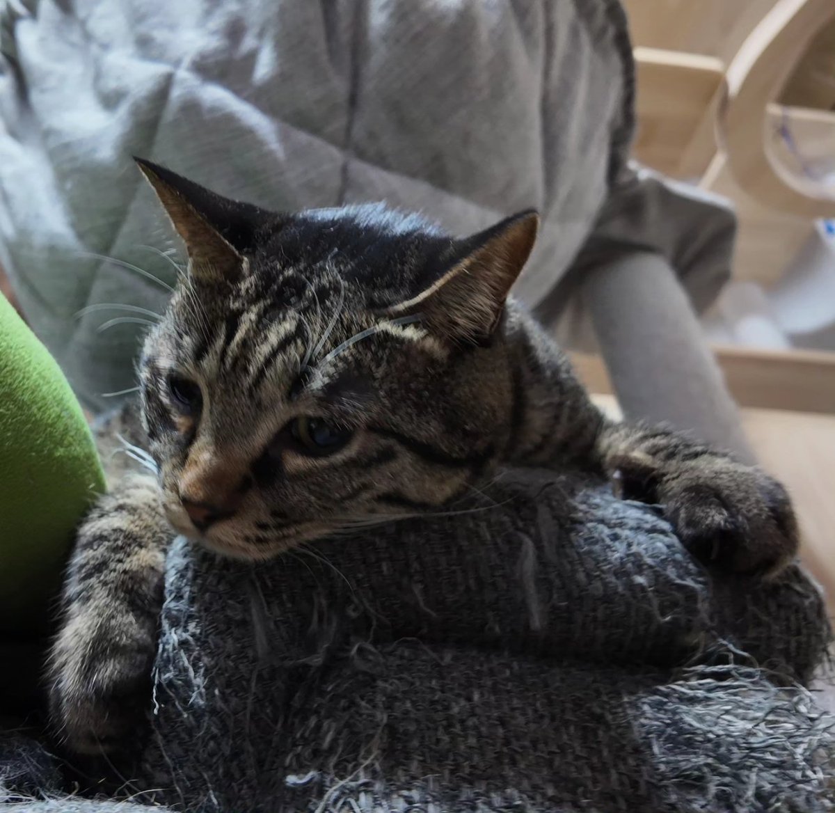 shumin8573's tweet photo. おは猫

#写真好きな人と繋がりたい
#ファインダー越しの私の世界
#猫
#猫のいる暮らし
#猫のいる幸せ
#猫好きな人と繋がりたい
#猫のいる生活 https://t.co/Slt93617nI