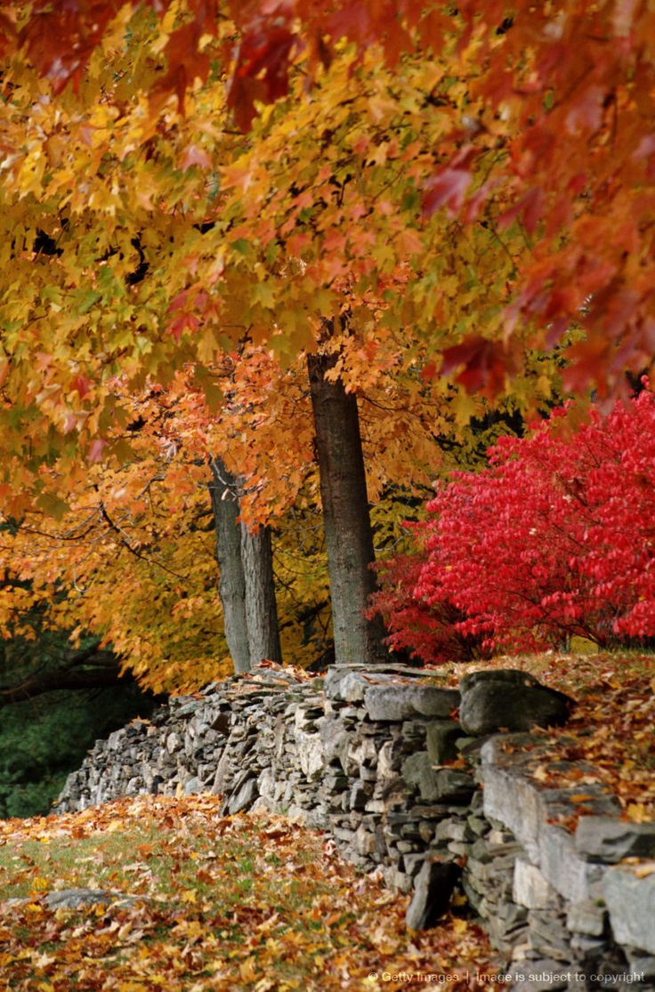 HAVE A GREAT DAY!! 🌞 🍂🍁🧡