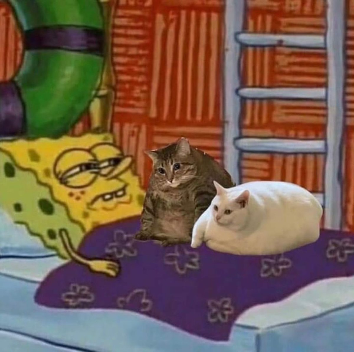 me trying to sleep while my cats take up the whole bed