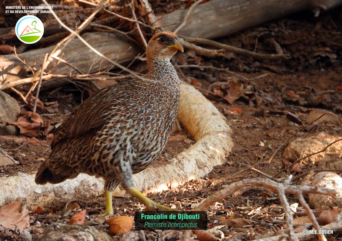 merou2004's tweet photo. #Djibouti faune:A la redécouverte de la faune et la flore de Djibouti. La première exposition nationale sur les espèces sauvages se tient à l'IFD et jusqu'au 25/11/23. Vous pouvez découvrir la richesse de la biodiversité de notre pays avec des photos animalières sauvages. https://t.co/KIXINZ5O7a