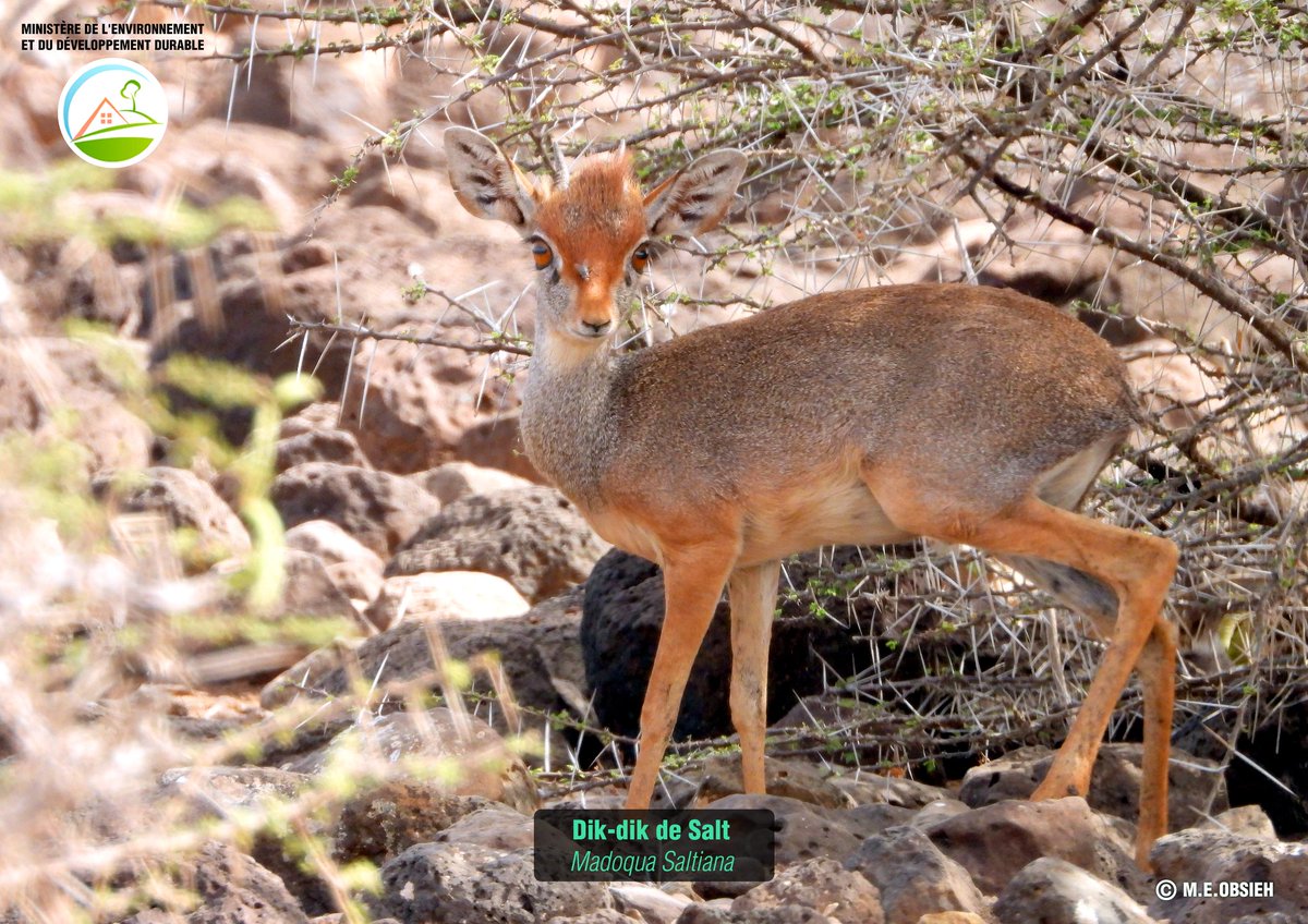 merou2004's tweet photo. #Djibouti faune:A la redécouverte de la faune et la flore de Djibouti. La première exposition nationale sur les espèces sauvages se tient à l'IFD et jusqu'au 25/11/23. Vous pouvez découvrir la richesse de la biodiversité de notre pays avec des photos animalières sauvages. https://t.co/KIXINZ5O7a