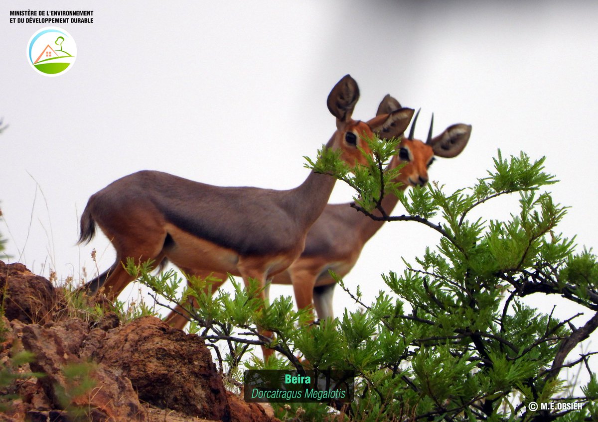 merou2004's tweet photo. #Djibouti faune:A la redécouverte de la faune et la flore de Djibouti. La première exposition nationale sur les espèces sauvages se tient à l'IFD et jusqu'au 25/11/23. Vous pouvez découvrir la richesse de la biodiversité de notre pays avec des photos animalières sauvages. https://t.co/KIXINZ5O7a