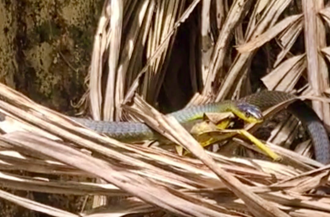Beautiful Green tree snake today up at the Kondalilla Falls national park QLD look at those colours.