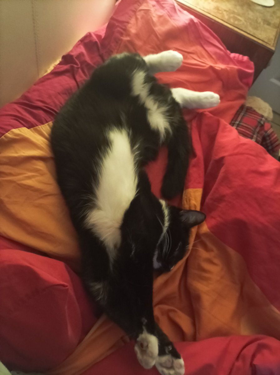 Buttons03425259's tweet photo. @MissyBBBobtail Timeline cleanse. If you see this, post a cat. #CatsOfTwitter https://t.co/jHpkNPmwRg
