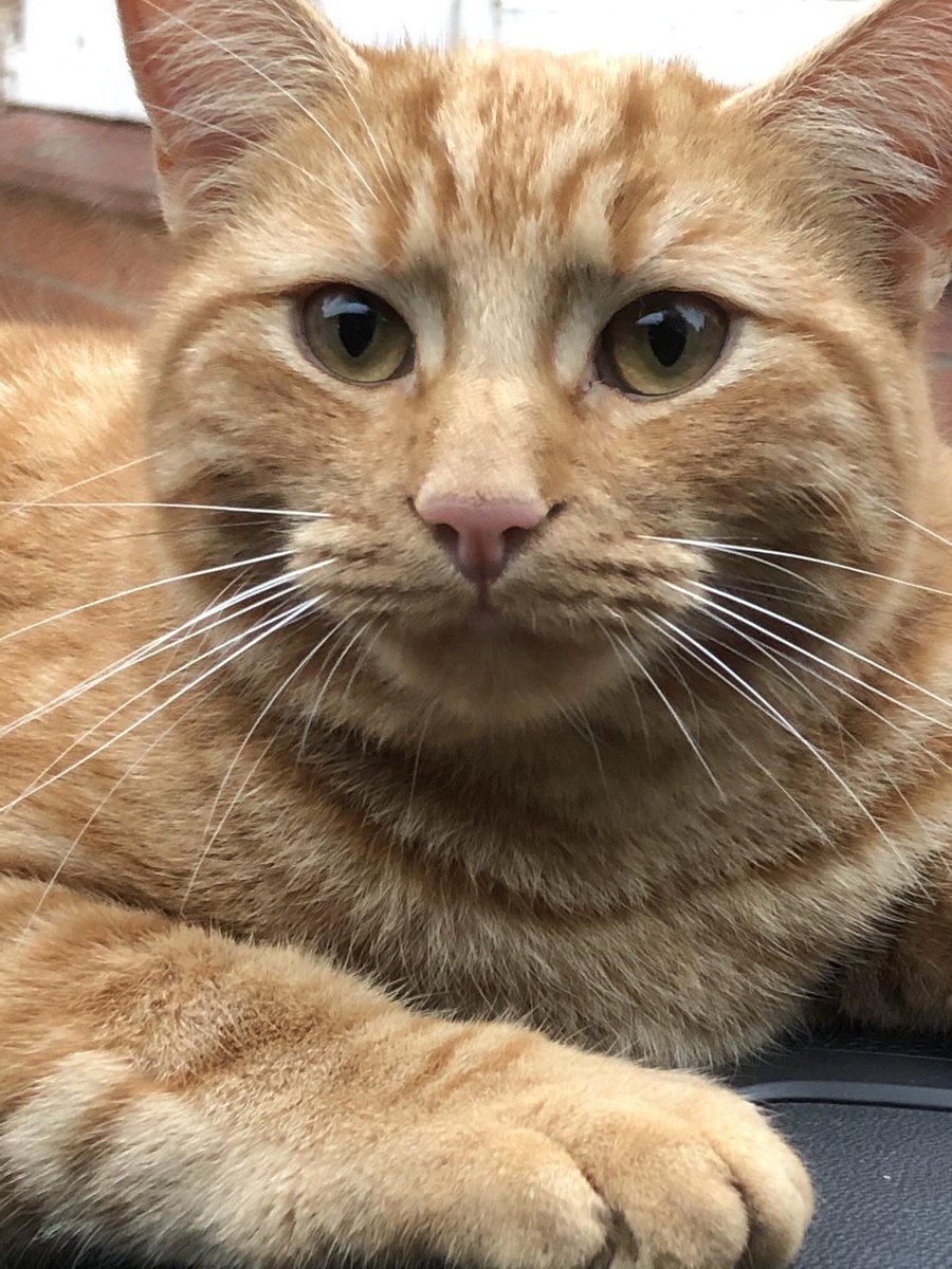 JesseandGiz15's tweet photo. Sad news here . Our neighbours kitty Tigger 🧡🌈passed away on Monday . We knew them from kittens . No more sleeping in our car, eating from our bowls, sneaking in the bedroom windows . He leaves brofur Simba behind . RIP Tigger 🧡🌈.😿😢 https://t.co/k4taHkrb06