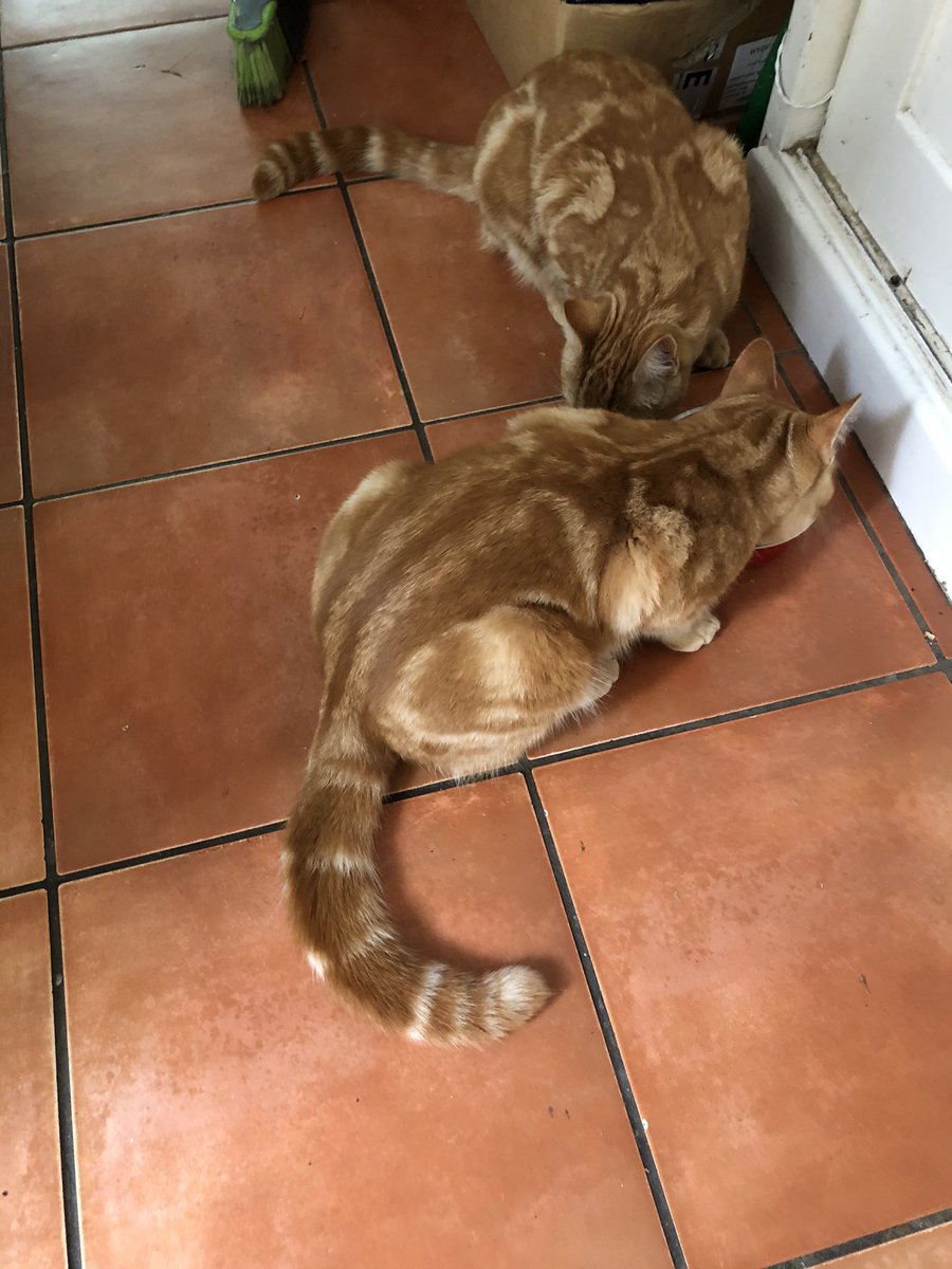 JesseandGiz15's tweet photo. Sad news here . Our neighbours kitty Tigger 🧡🌈passed away on Monday . We knew them from kittens . No more sleeping in our car, eating from our bowls, sneaking in the bedroom windows . He leaves brofur Simba behind . RIP Tigger 🧡🌈.😿😢 https://t.co/k4taHkrb06
