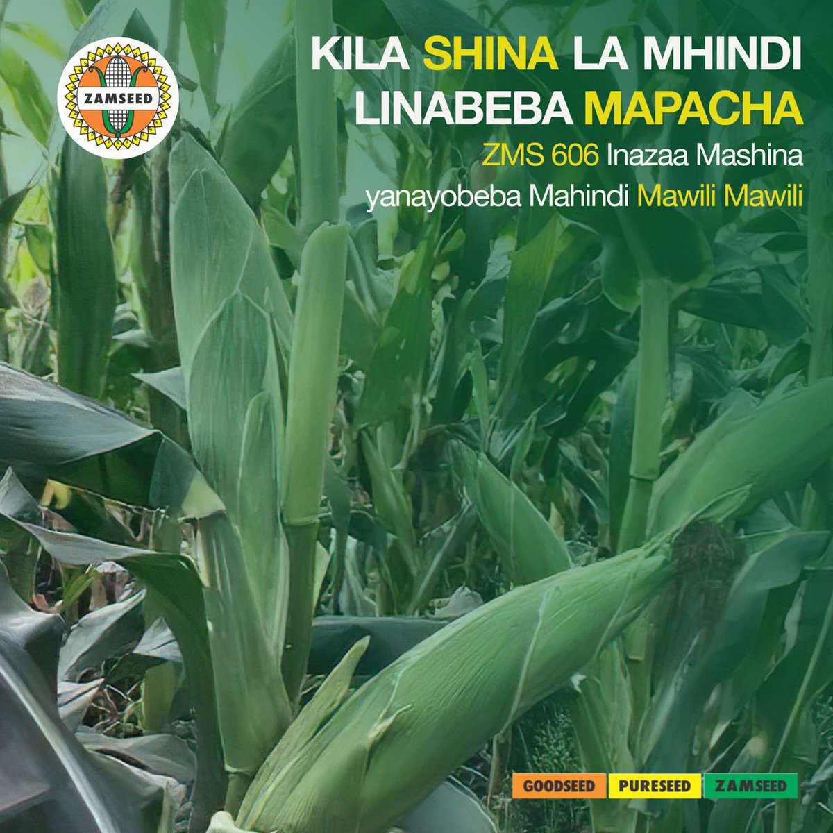 ZamseedTZ's tweet photo. ZMS 606.
Inabeba mahindi mawili kwa kila shina. ZMS 606 inathamini uwekezaji wa mkulima, ni mbegu inayoweza kuzalisha hadi gunia 40 kwa Ekari ukifuata kanuni bora za kilimo.
Kwanini usiichague ZMS 606 kutoka #Zamseed ? https://t.co/Z7HBlKbrBU