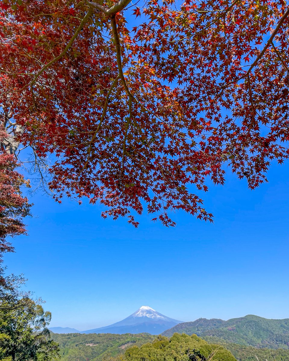 shuzenjionsen's tweet photo. 2023.11.16 修善寺の紅葉状況
��修善寺自然公園 もみじ林 5分
・修善寺温泉街 3分～4分
・修禅寺 2分～3分
昨年くらいから木によっての色付きの進み具合の差が大きくなってきたような気がします。
早いもみじはもう見頃を迎えていて、遅いもみじはまだ緑といった感じです。
参考にして下さい。 https://t.co/sJedKVsHO3