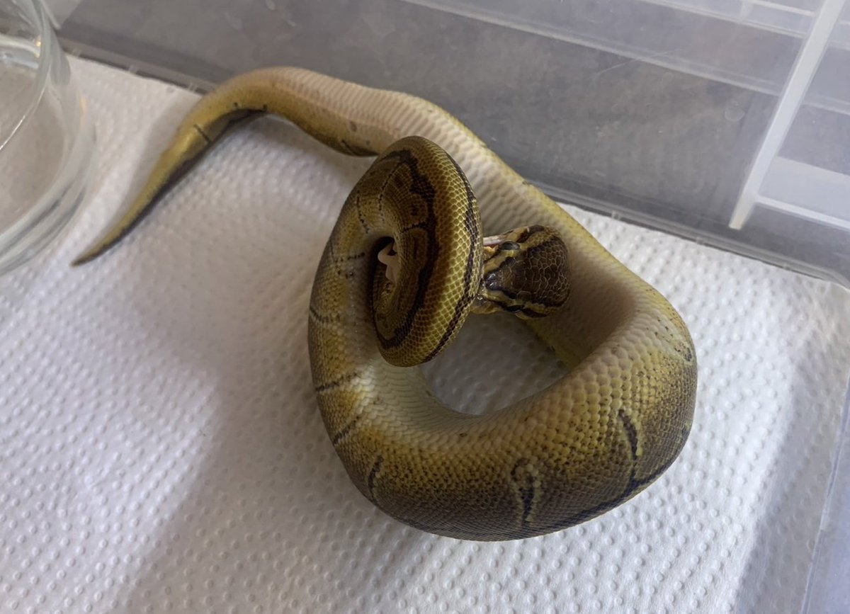 othimusyamusya's tweet image. 🆕2023国内CBピンストライプベビー仕上がりました🐍

150㌘前後の♀️となります😊

販売価格￥24,800税別→￥27,280税込

#BreedersReptilesShopGoisu 
#ボールパイソン
#ボールパイソンピンストライプ