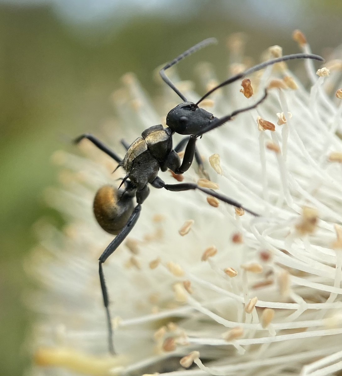 It's Australian pollinator week!! 
And we're celebrating all the unsung pollinator heros like ants, wasps, moths, flies... and even cockroaches!
All photos by Dr Tanya Latty

#bees #australia #Australianpollinatorweek