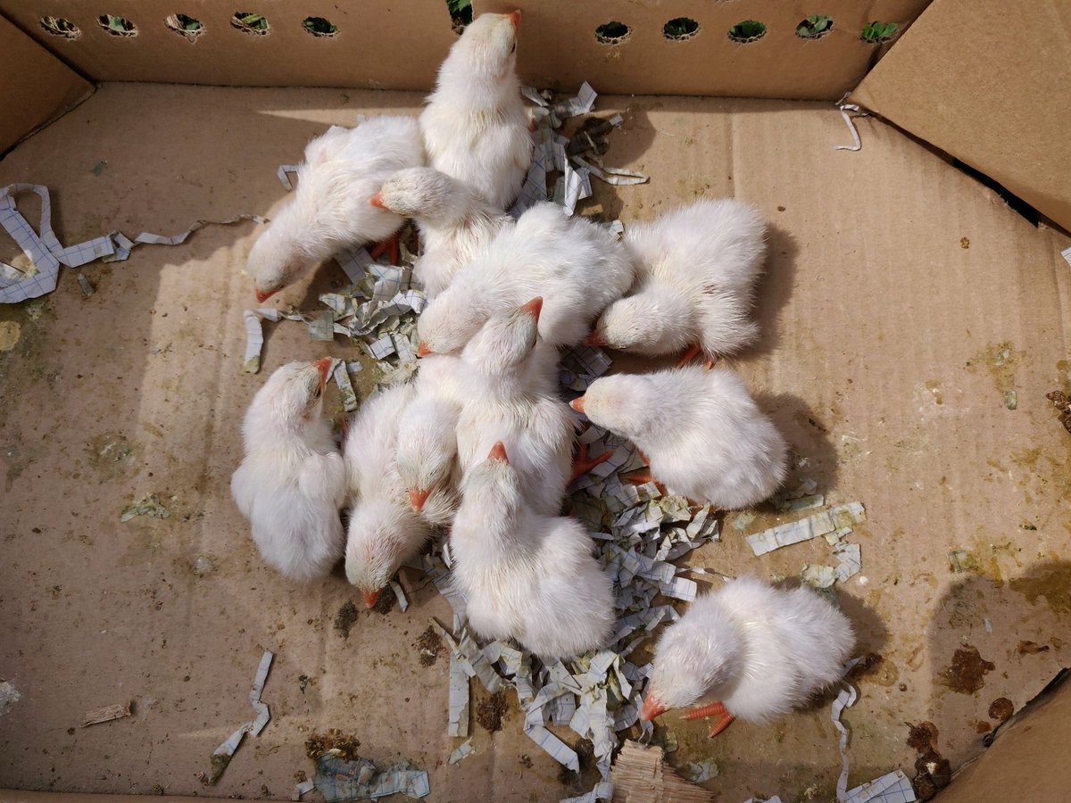 🐦 Did you know that guinea fowl keets are absolutely adorable? 🥰 These small, fluffy creatures are the baby versions of guinea fowl, and they're simply irresistible! 

Pure white guinea fowl keets available for rehoming.
Location: Seme, Kisumu County
WhatsApp/Call: 0742860873