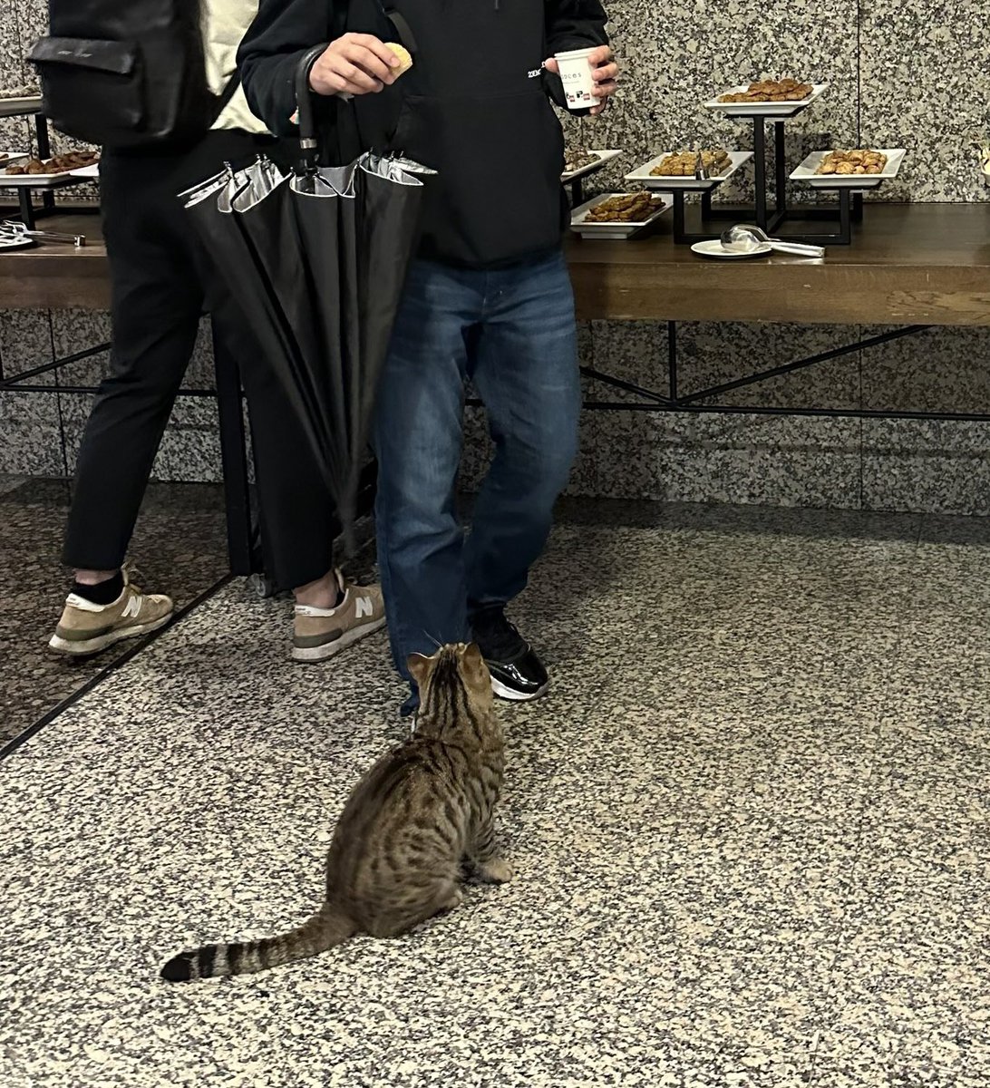MikkoIkola's tweet image. #ProgCrypto cat didn’t have a wristband ticket and was removed from the venue by security :-( Meow. #devconnect